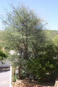 acacia