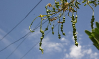 seeds