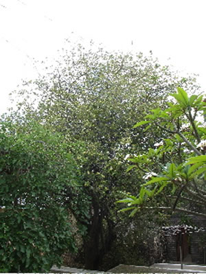 maerua