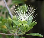 Maerua flower