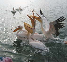 Pelicans