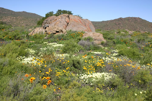 Namaqualand