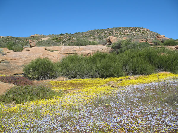 Namaqualand
