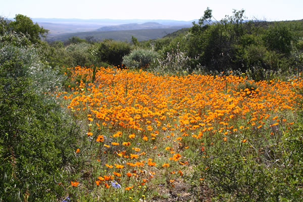 Namaqualand