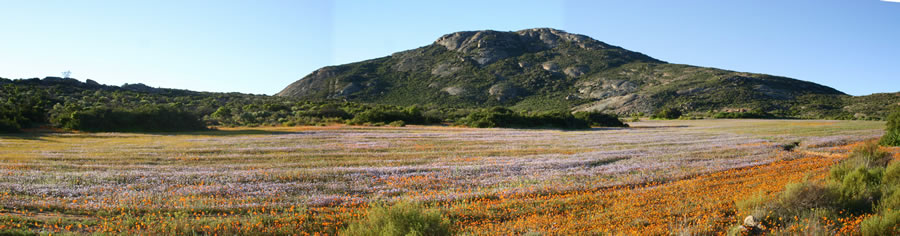 Namaqualand