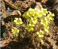 Oxalis