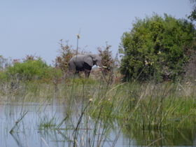 Okavango elephant