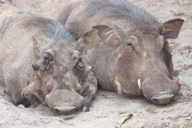 Warthogs