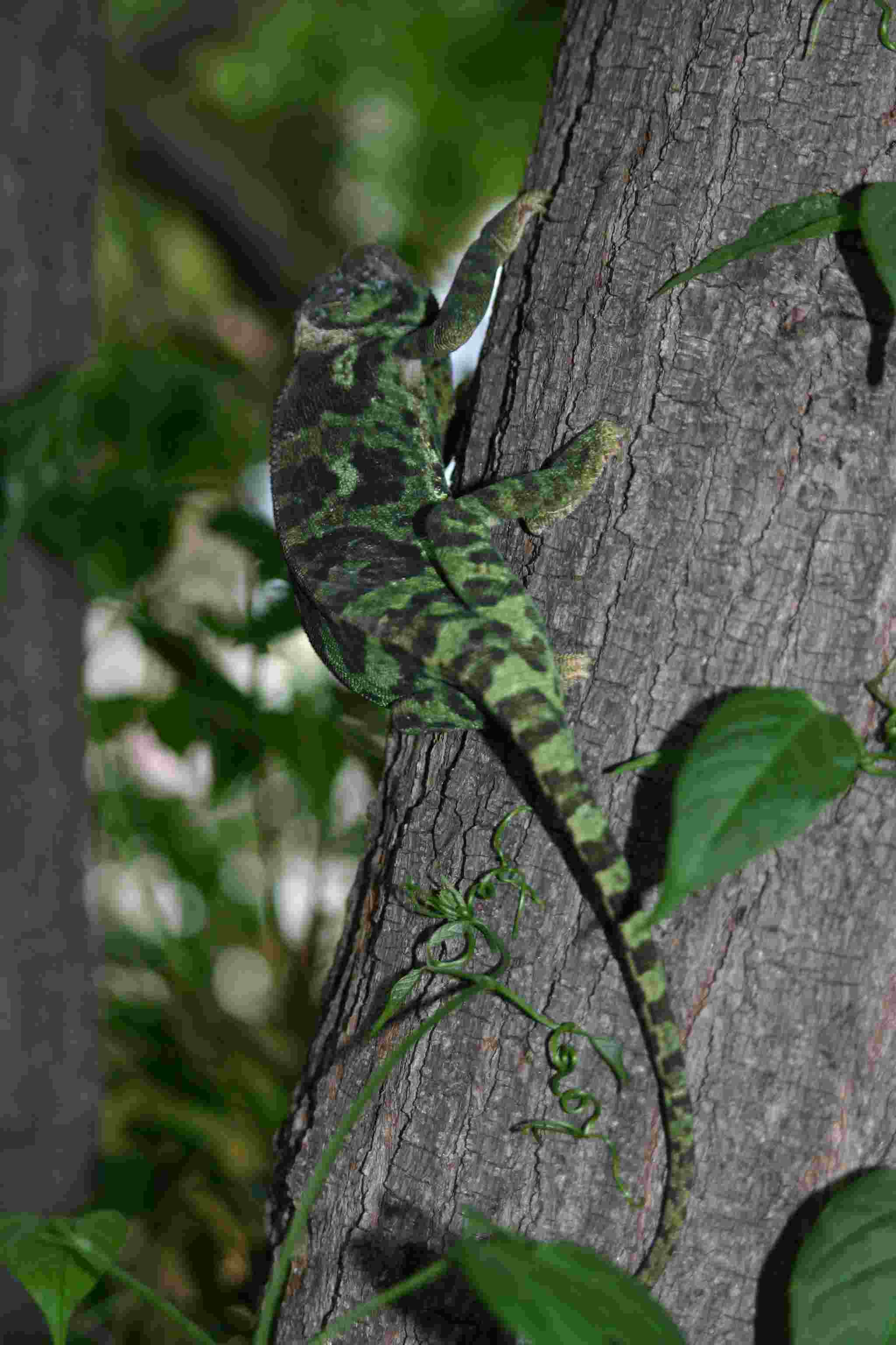 chameleon