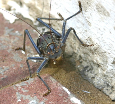 Corncricket