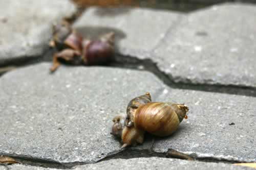 Snails