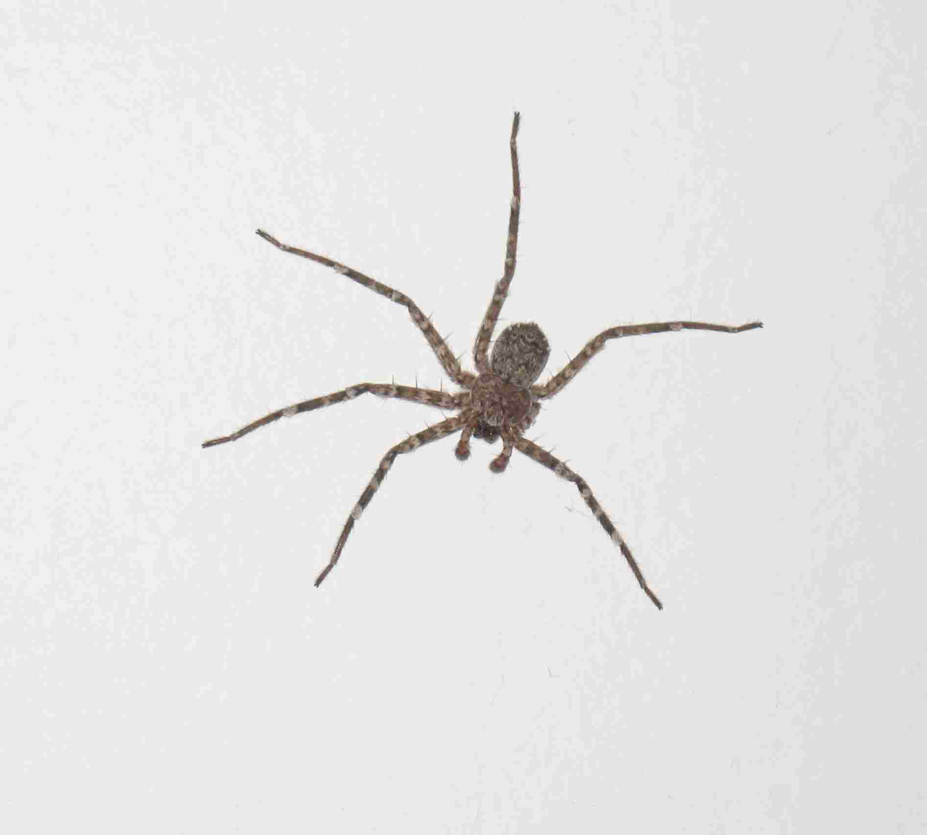spider
