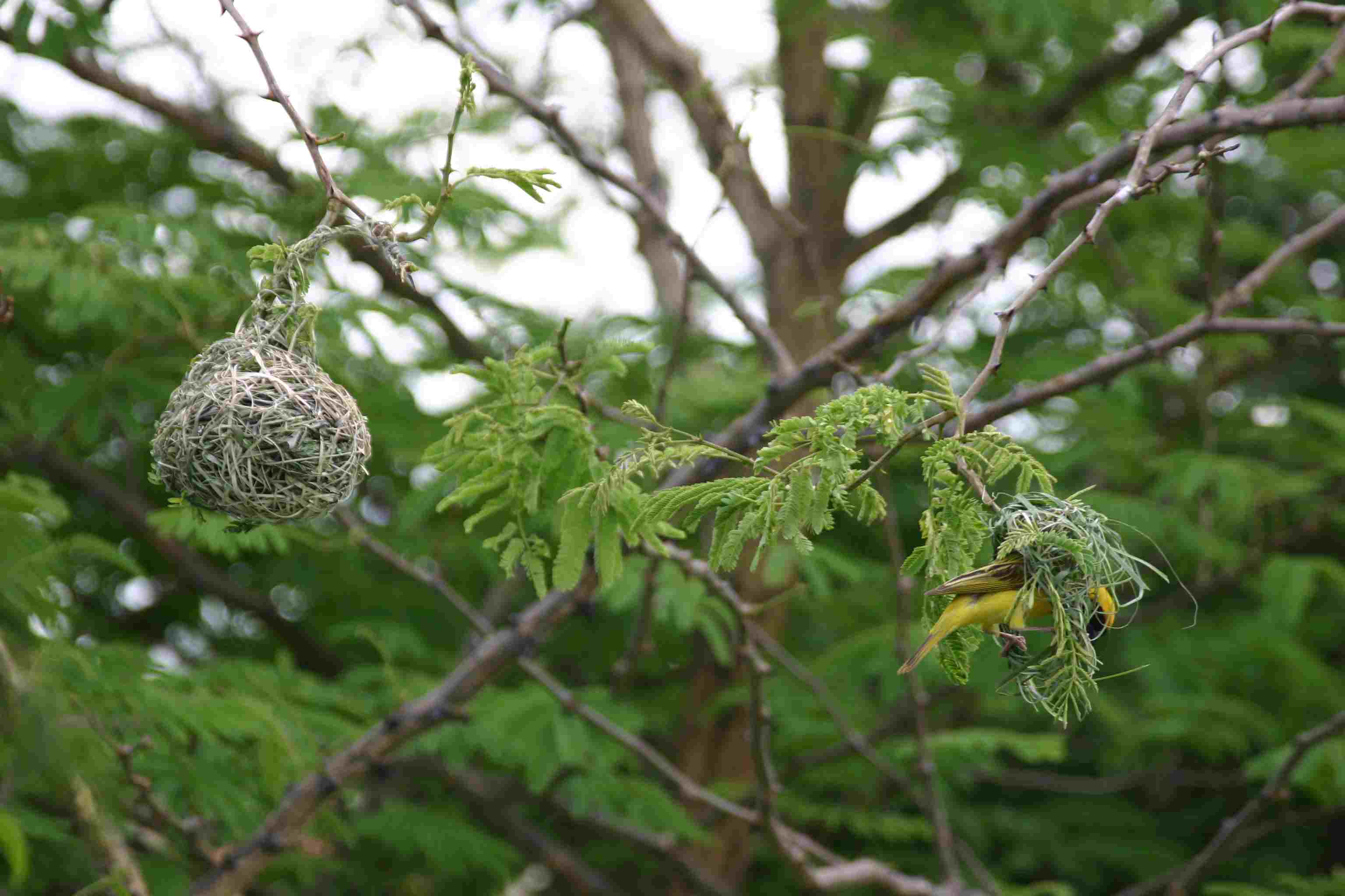 weaver1