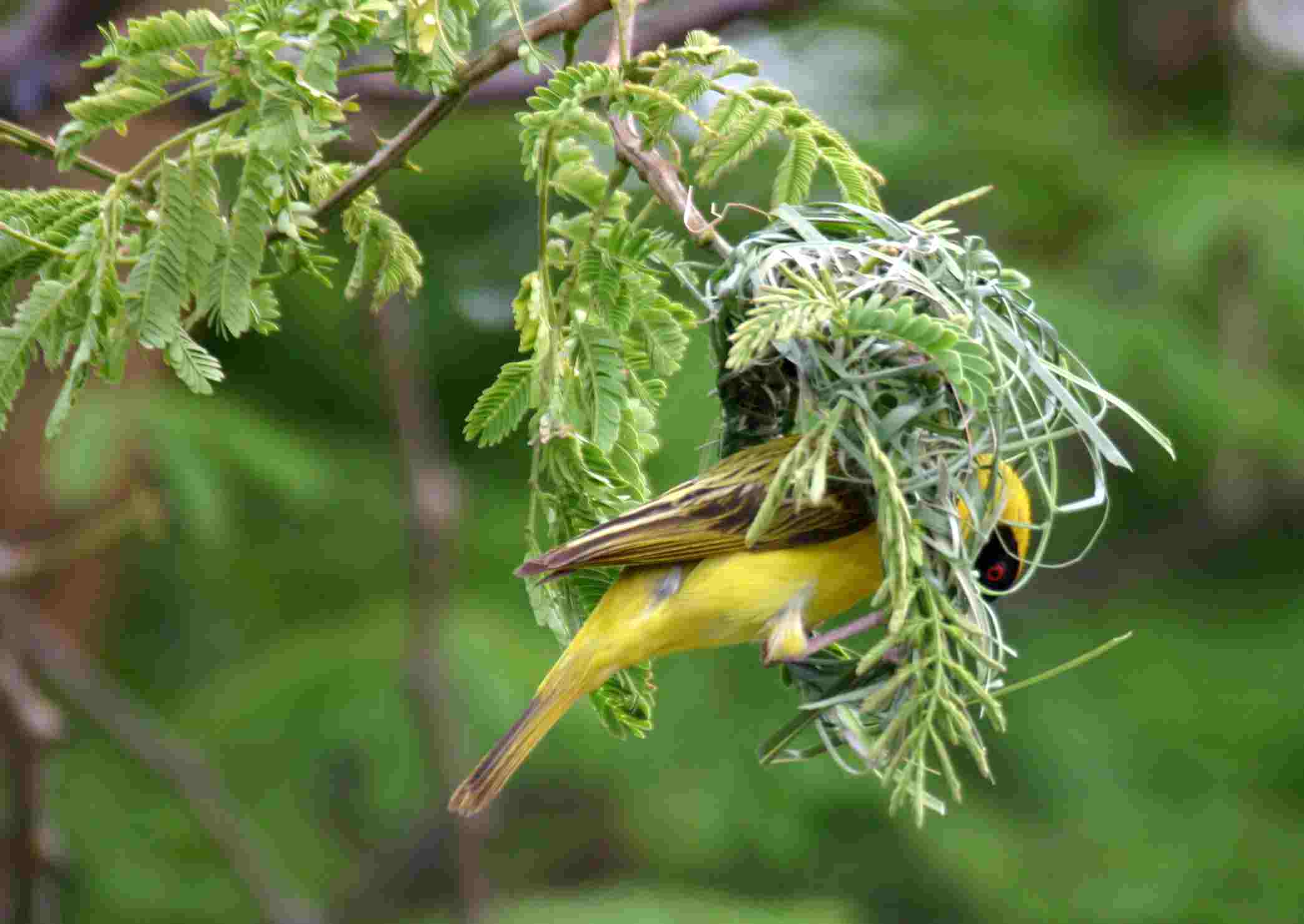 weaver 2