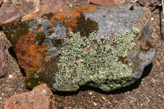 Lichen