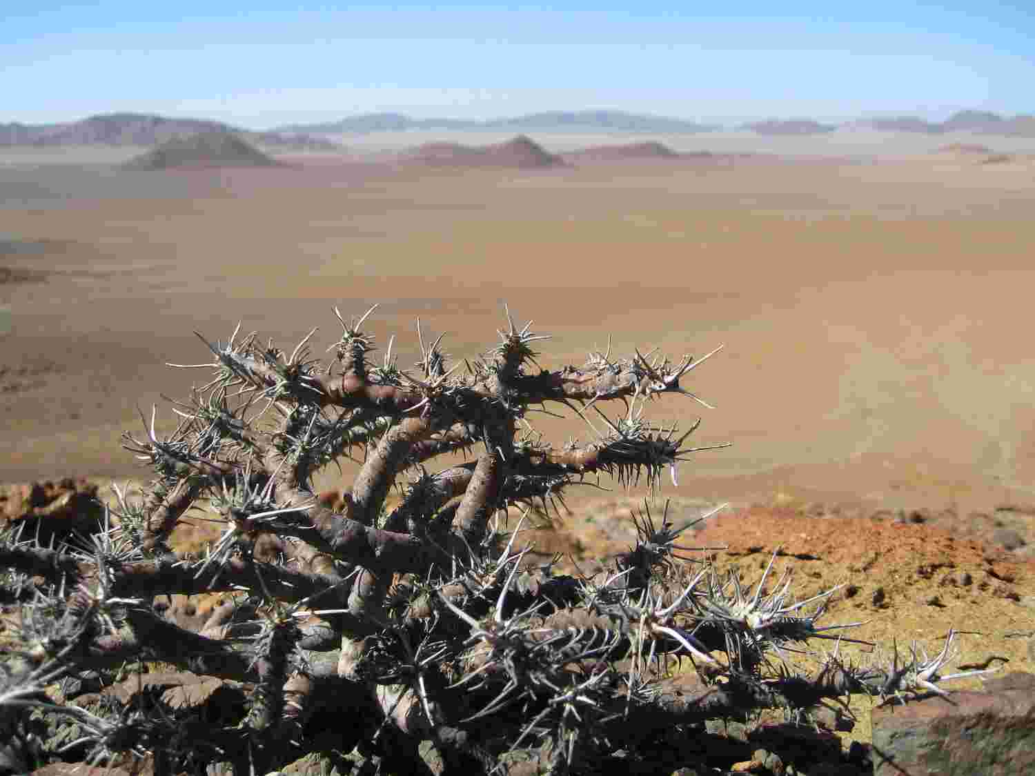 bushman candle