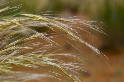 grass