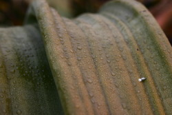 Welwitchia leaf