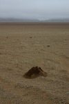 termites