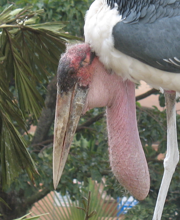 Marabou